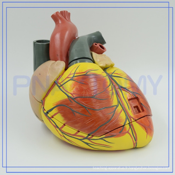 PNT-0410 anatomie médicale élargie corps humain parties coeur modèle